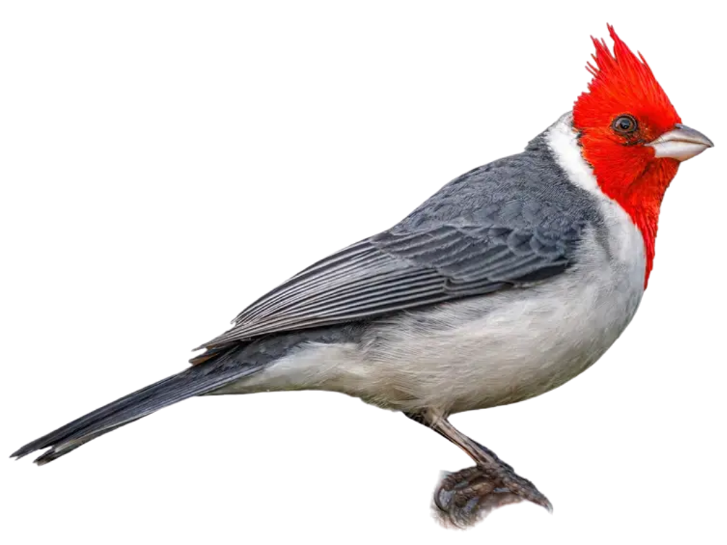 Cardinal